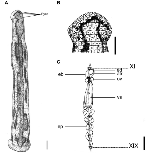 Tritetrabdella taiwana, a leech of the family Haemadipsidae