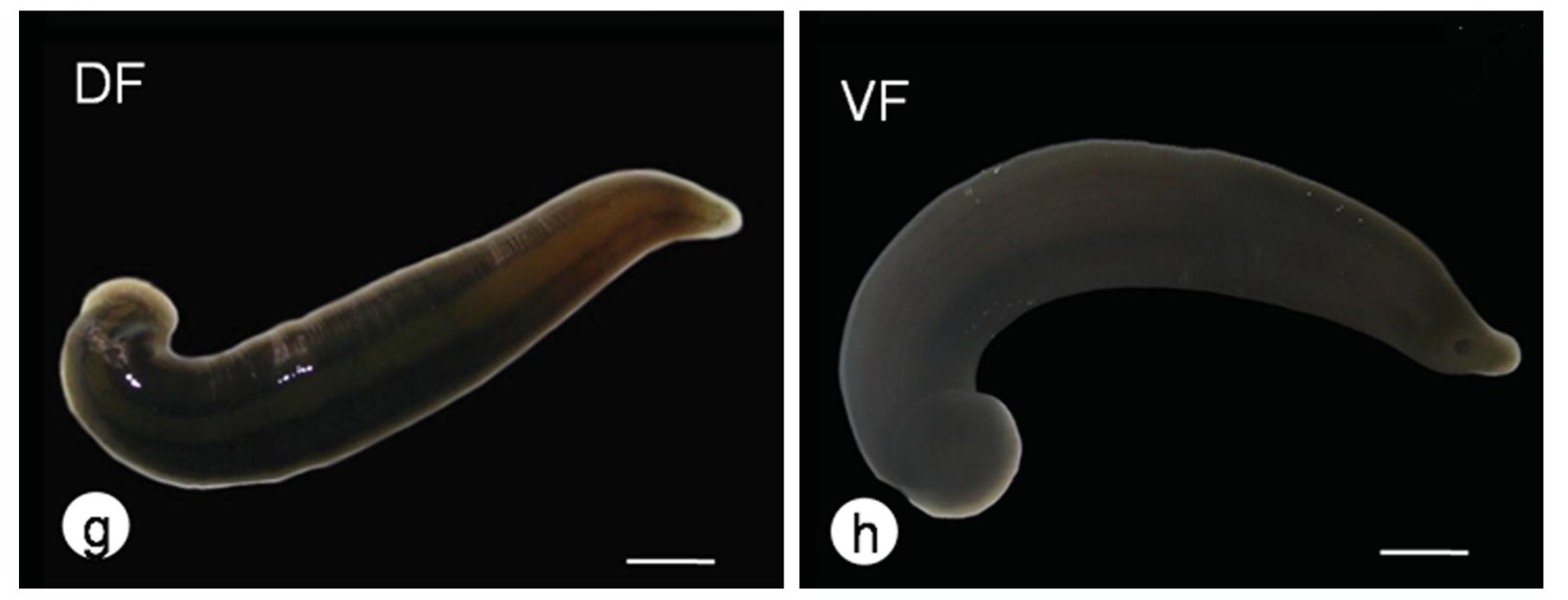 Trocheta africana, a leech of the family Erpobdellidae