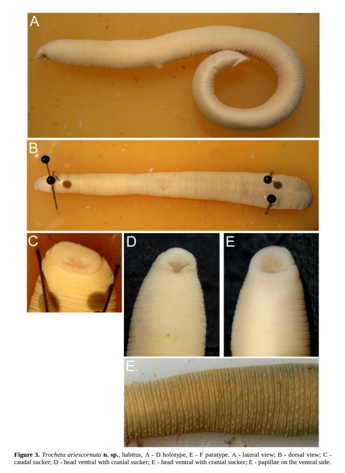 Trocheta ariescornuta, a leech of the family Erpobdellidae