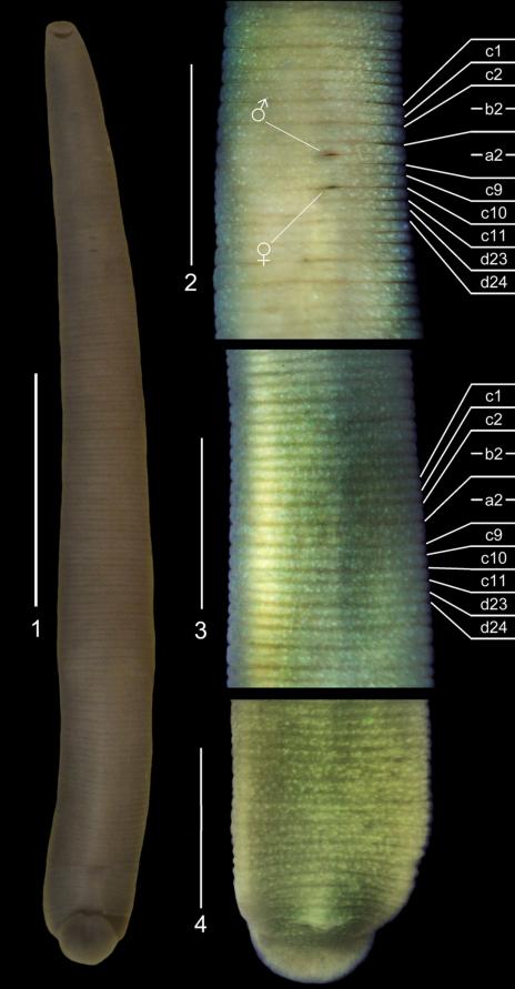Trocheta blanchardi, a leech of the family Erpobdellidae