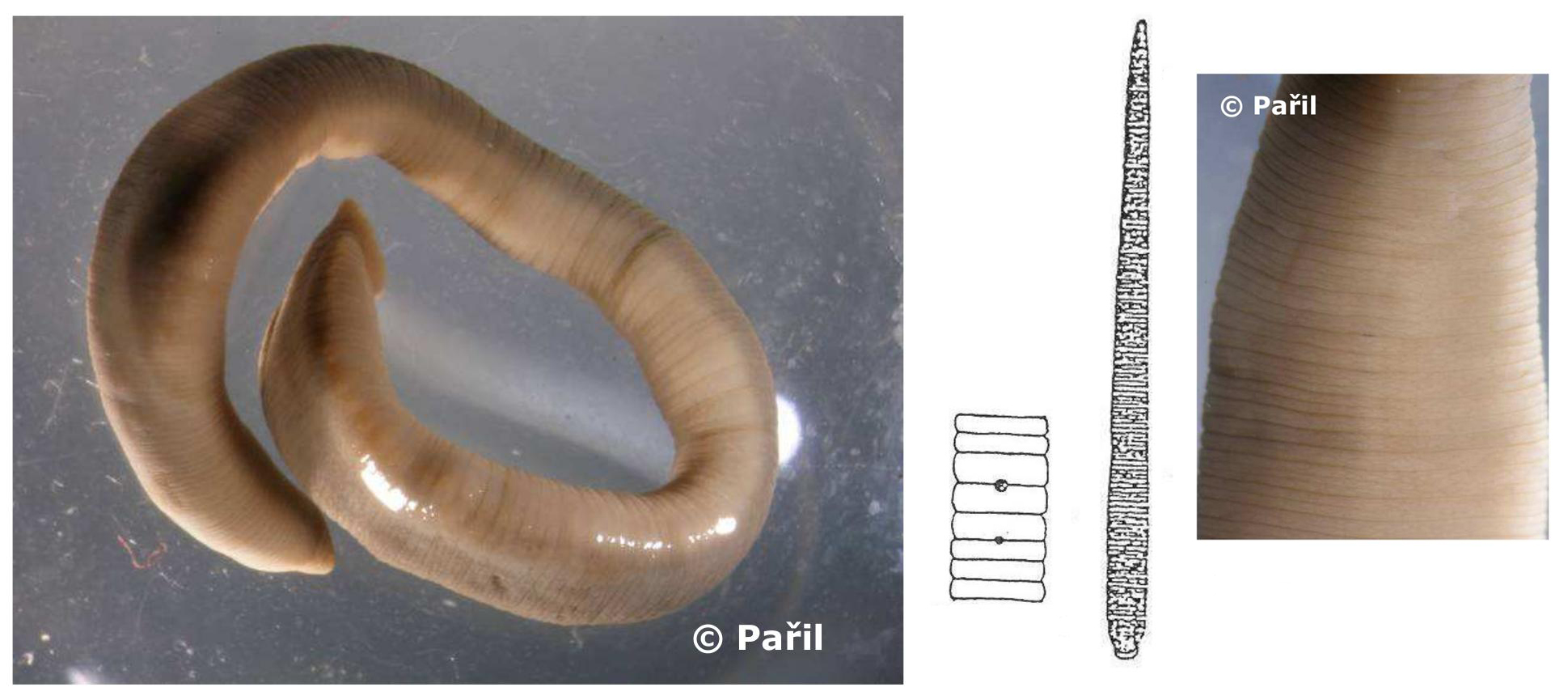 Trocheta cylindrica, a leech of the family Erpobdellidae