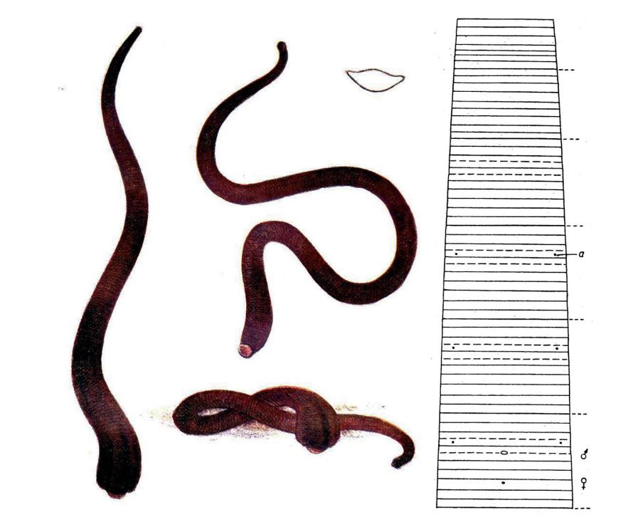 Trocheta danastrica, a leech of the family Erpobdellidae