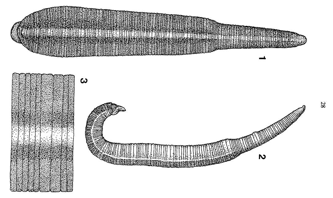 Trocheta falkneri, a leech of the family Erpobdellidae