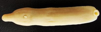 Trocheta kesirvenensis, a leech of the family Erpobdellidae