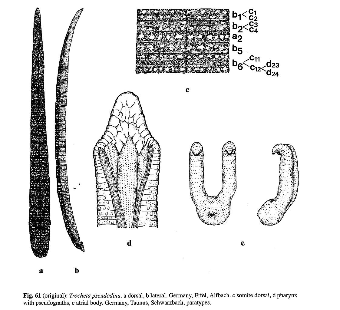 Trocheta pseudodina, a leech of the family Erpobdellidae