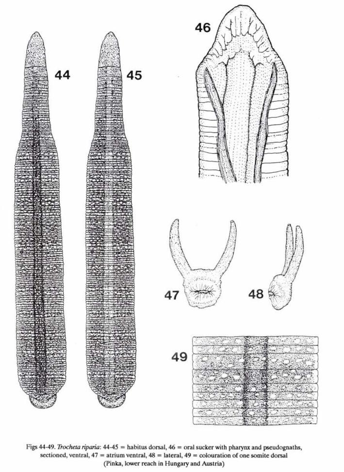 Trocheta riparia, a leech of the family Erpobdellidae