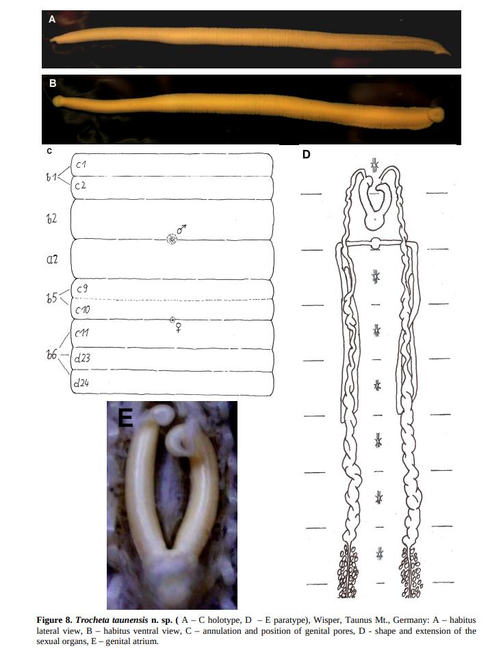 Trocheta taunensis, a leech of the family Erpobdellidae