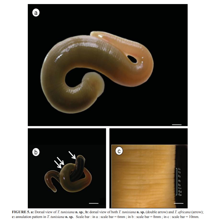 Trocheta tunisiana, a leech of the family Erpobdellidae