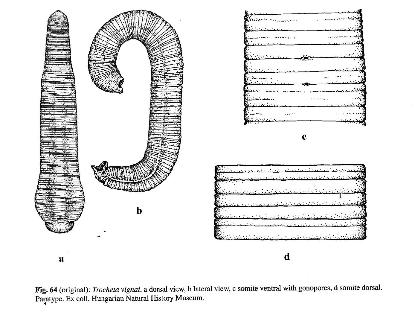 Trocheta vignai, a leech of the family Erpobdellidae
