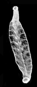 Trulliobdella bacilliformis, a leech of the family Piscicolidae