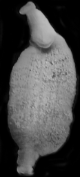 Trulliobdella capitis, a leech of the family Piscicolidae