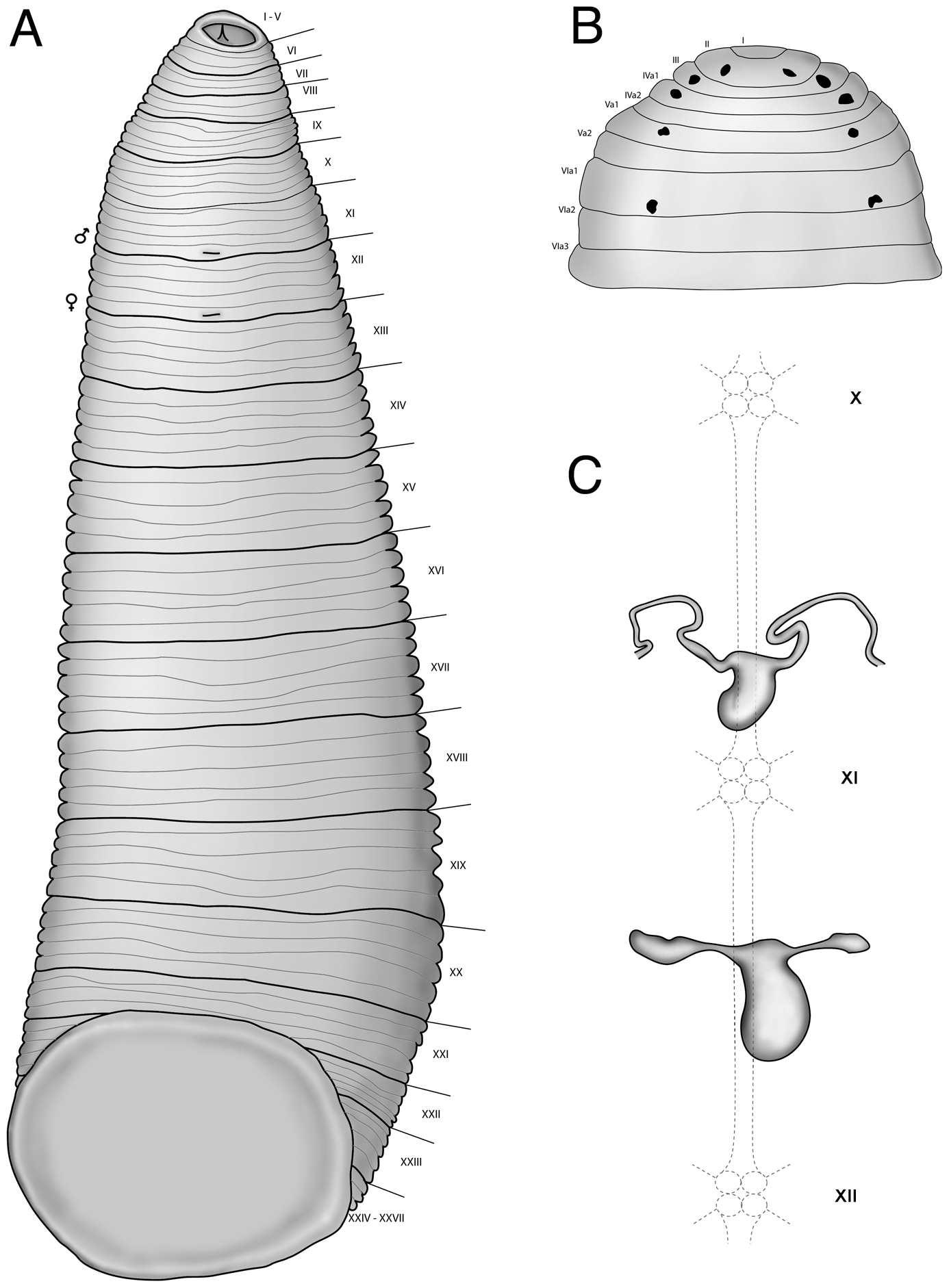Tyrannobdella rex, a leech of the family Praobdellidae