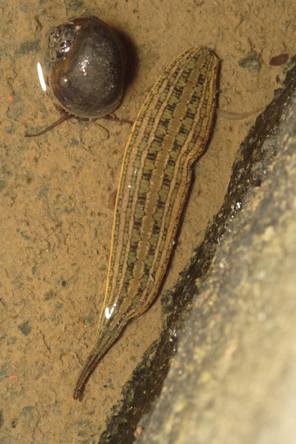 Whitmania acranulata, a leech of the family Hirudinidae