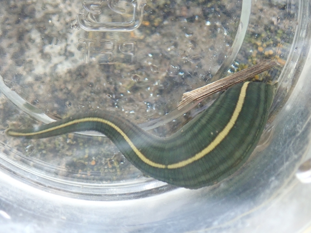 Whitmania edentula, a leech of the family Hirudinidae