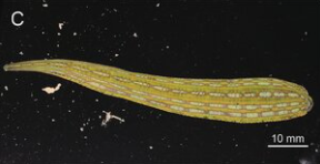 Whitmania laevis, a leech of the family Hirudinidae