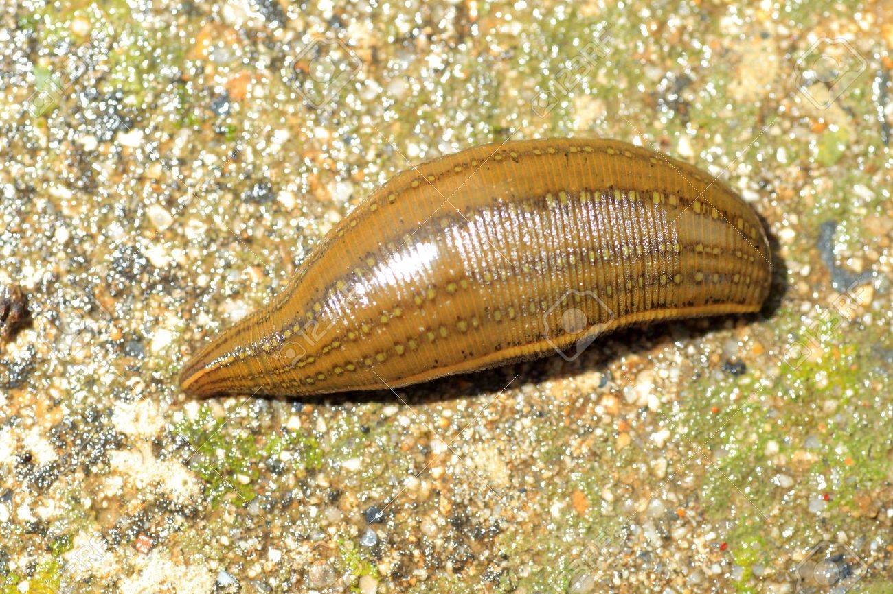 Whitmania pigra, a leech of the family Hirudinidae
