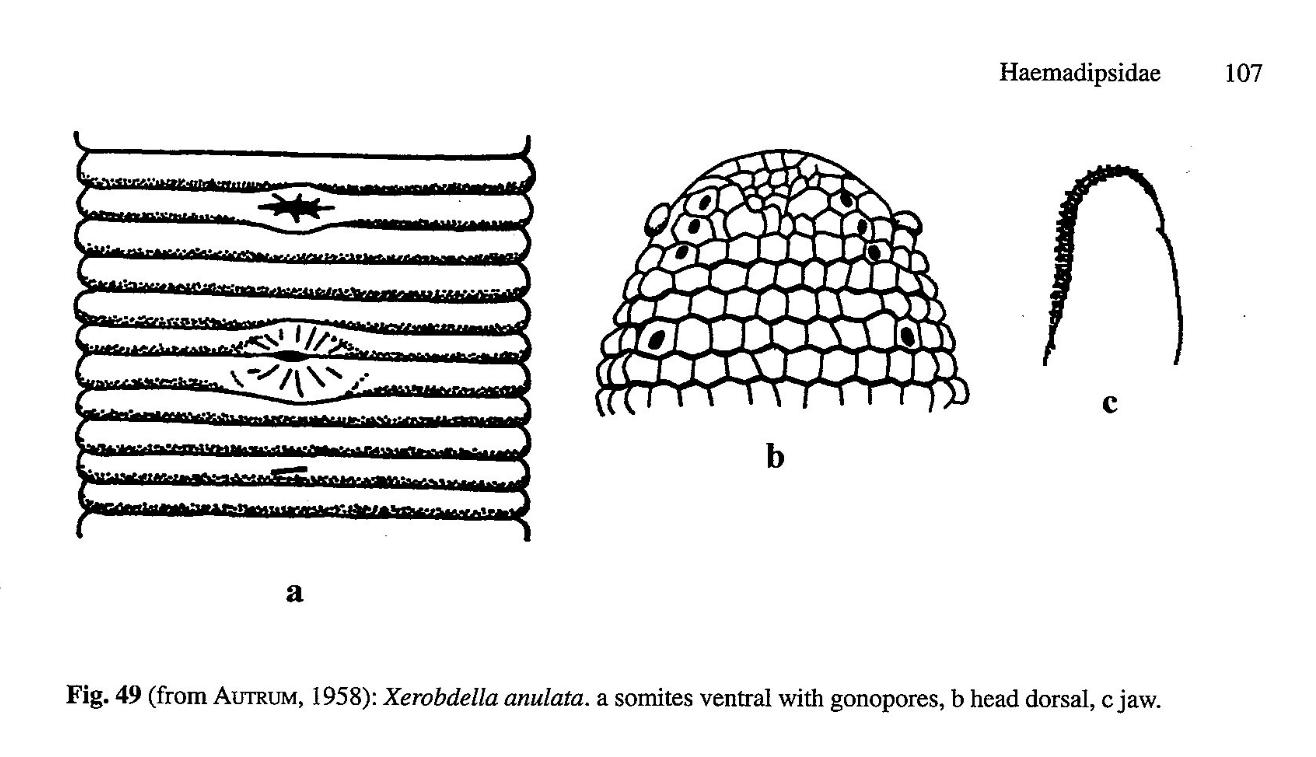 Xerobdella anulata, a leech of the family Xerobdellidae