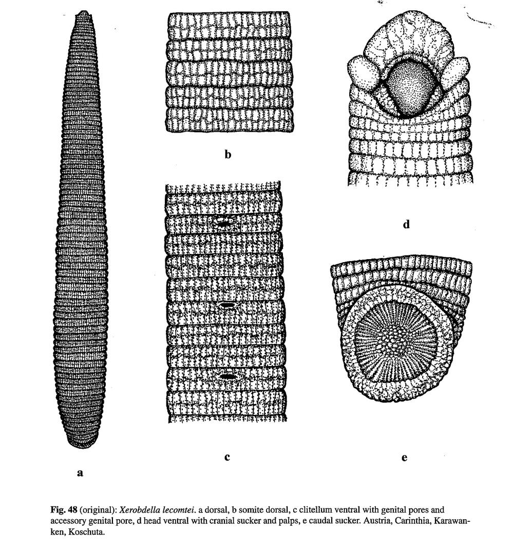 Xerobdella lecomtei, a leech of the family Xerobdellidae