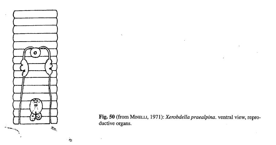 Xerobdella praealpina, a leech of the family Xerobdellidae