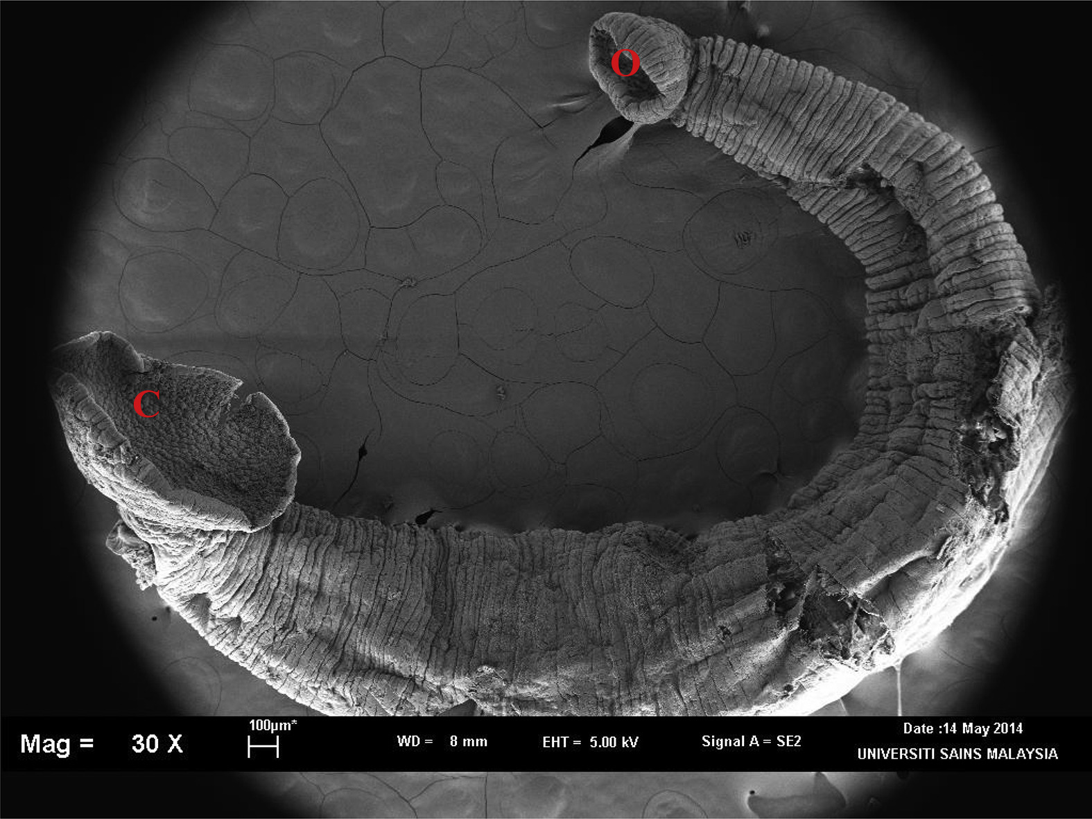 Zeylanicobdella arugamensis, a leech of the family Piscicolidae