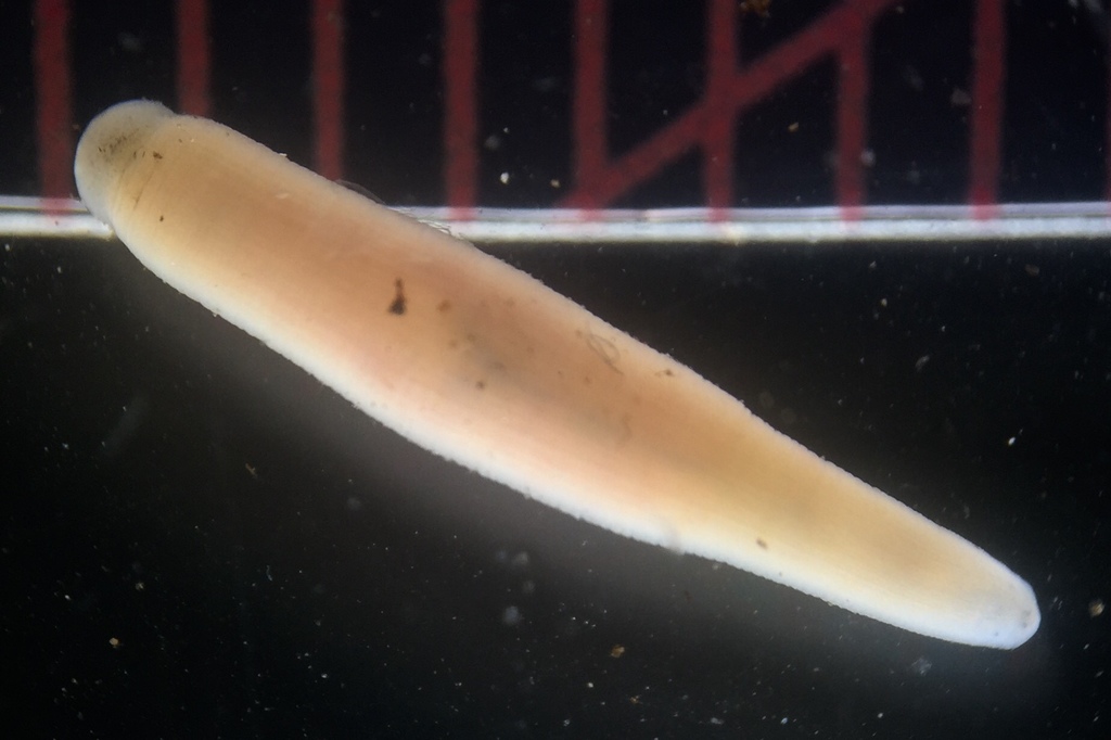 Erpobdella sp. 1, an undescribed leech of the family Erpobdellidae