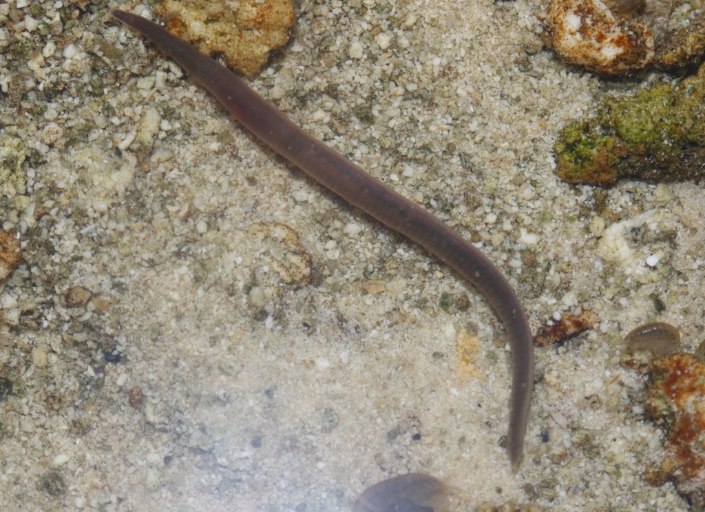 Erpobdella sp. 2, an undescribed leech of the family Erpobdellidae
