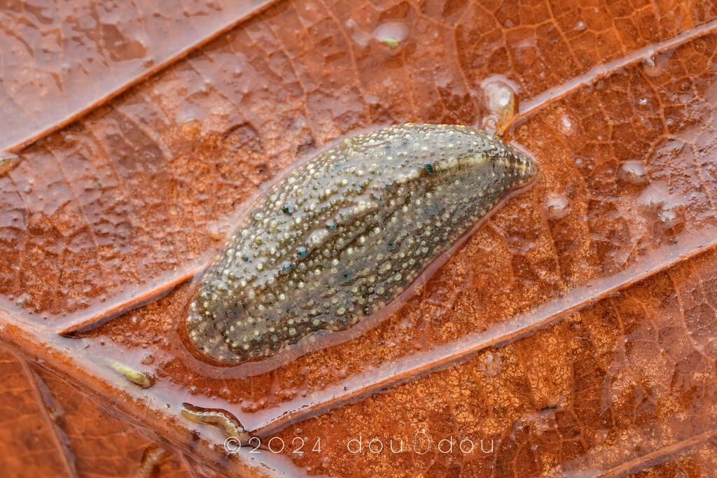 Glossiphoniidae sp. 1, an undescribed leech of the family Glossiphoniidae