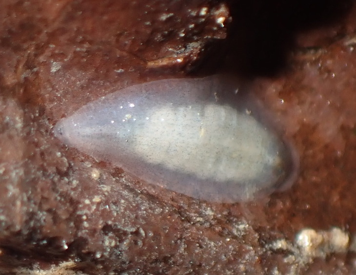 Glossiphoniidae sp. 2, an undescribed leech of the family Glossiphoniidae