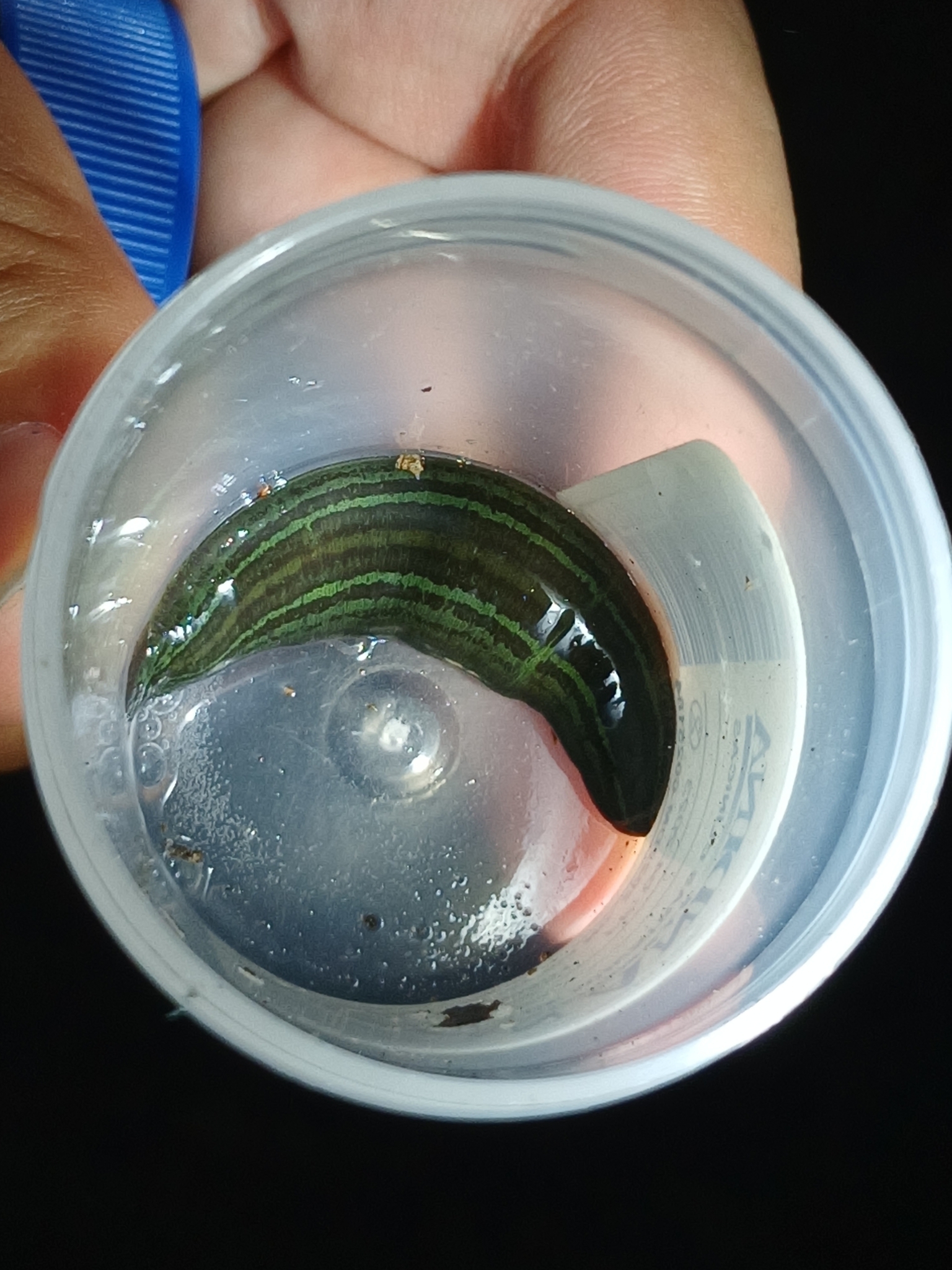 Oxyptychus sp. 1, an undescribed leech of the family Macrobdellidae
