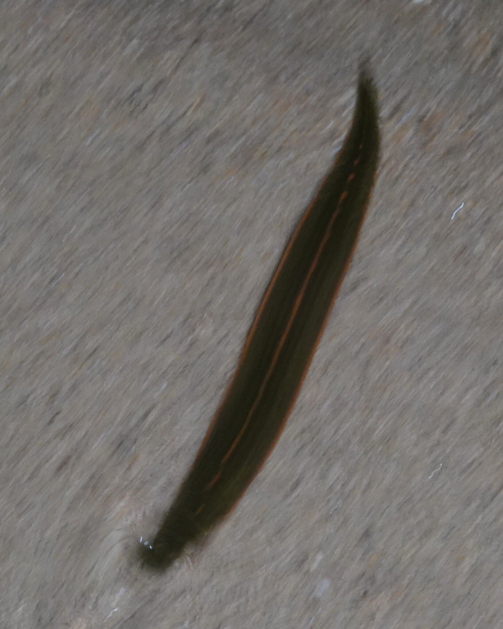 Philobdella sp. 1, an undescribed leech of the family Macrobdellidae