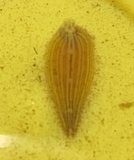 Placobdella sp.11, an undescribed leech of the family Glossiphoniidae