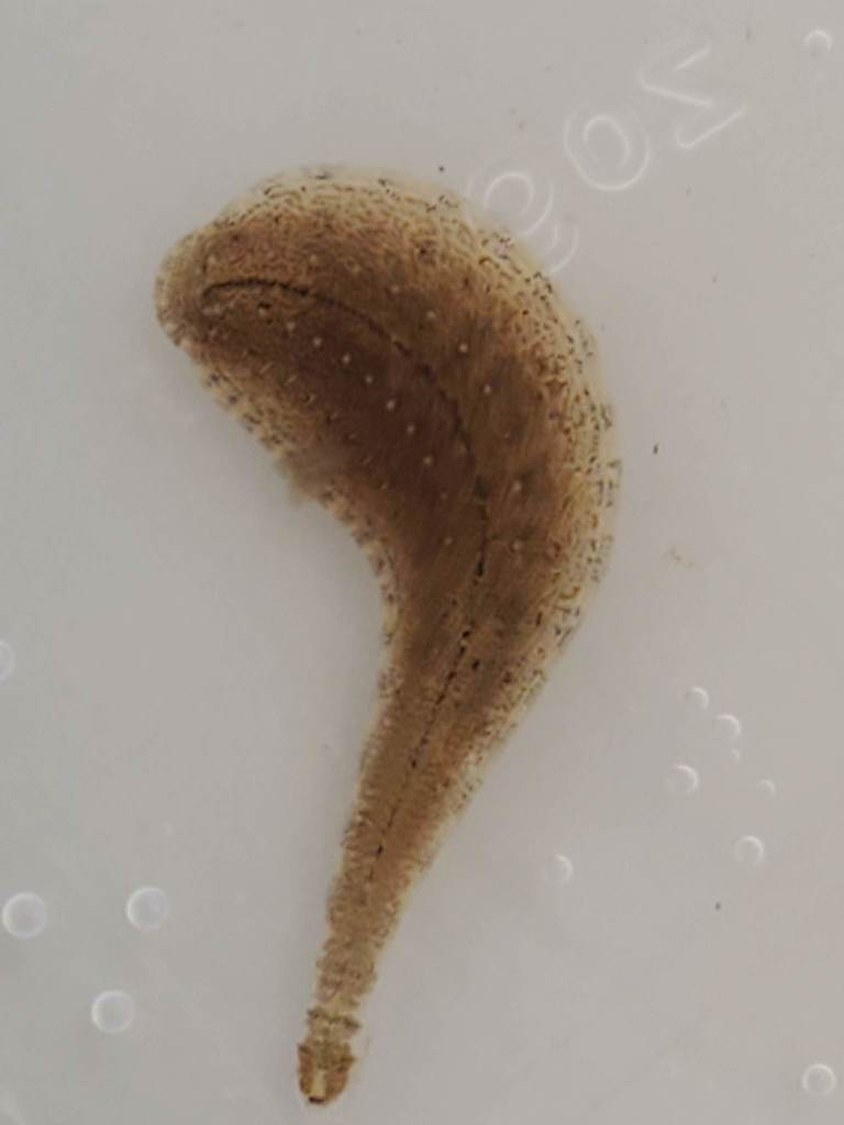 Placobdella sp.12, an undescribed leech of the family Glossiphoniidae