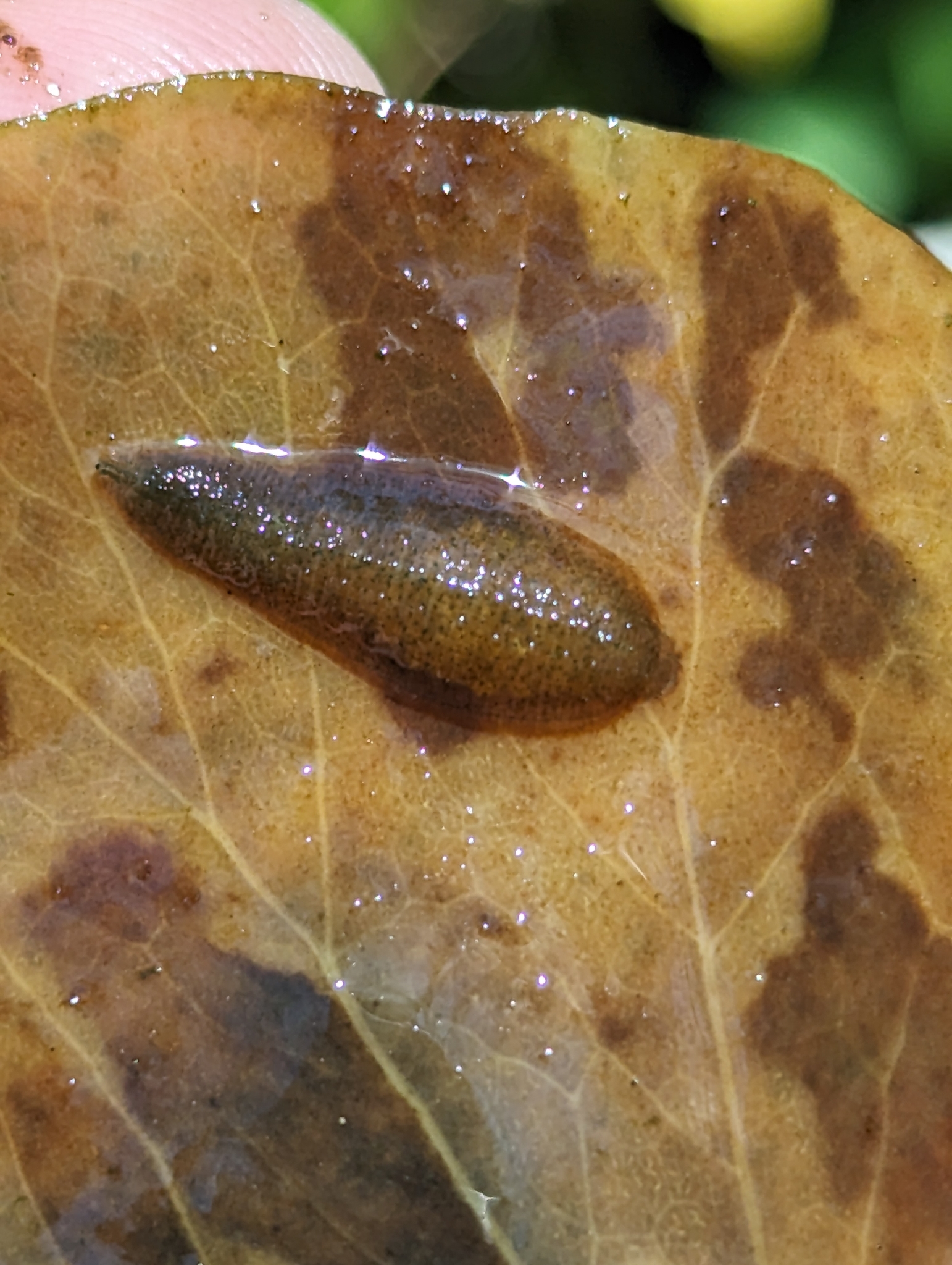Placobdella sp.13, an undescribed leech of the family Glossiphoniidae