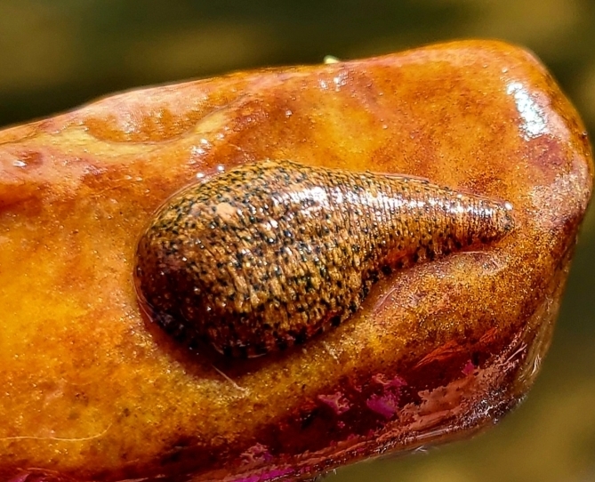 Placobdella sp. 14, an undescribed leech of the family Glossiphoniidae
