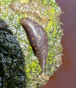 Placobdella sp. 15, an undescribed leech of the family Glossiphoniidae