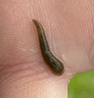 Placobdella sp. 16, an undescribed leech of the family Glossiphoniidae