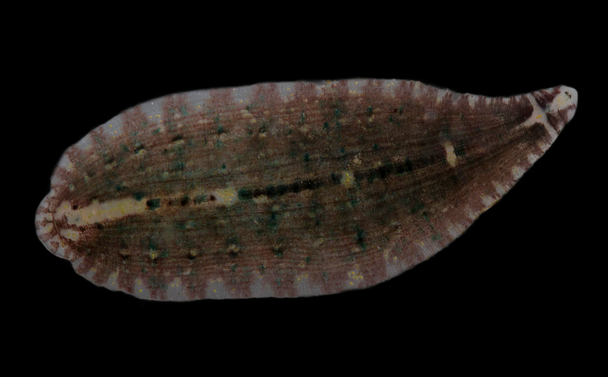 Placobdella sp. 17, an undescribed leech of the family Glossiphoniidae