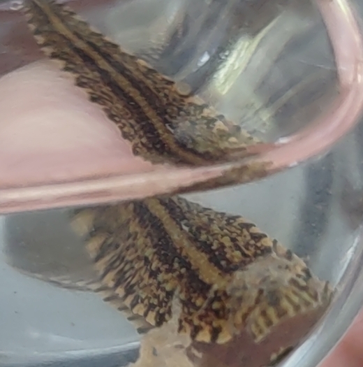Placobdella sp. 18, an undescribed leech of the family Glossiphoniidae