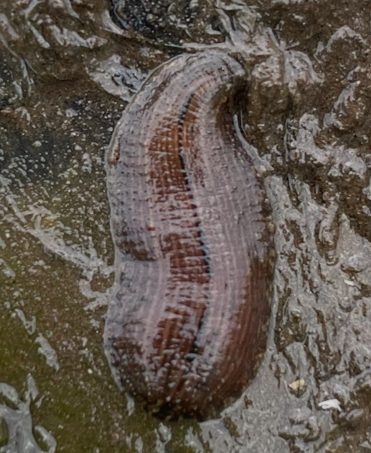 Placobdella sp. 19, an undescribed leech of the family Glossiphoniidae