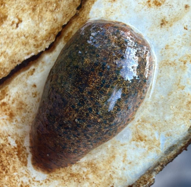 Placobdella sp. 20, an undescribed leech of the family Glossiphoniidae