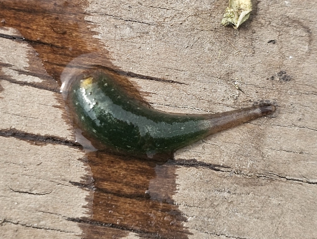 Placobdella sp. 22, an undescribed leech of the family Glossiphoniidae
