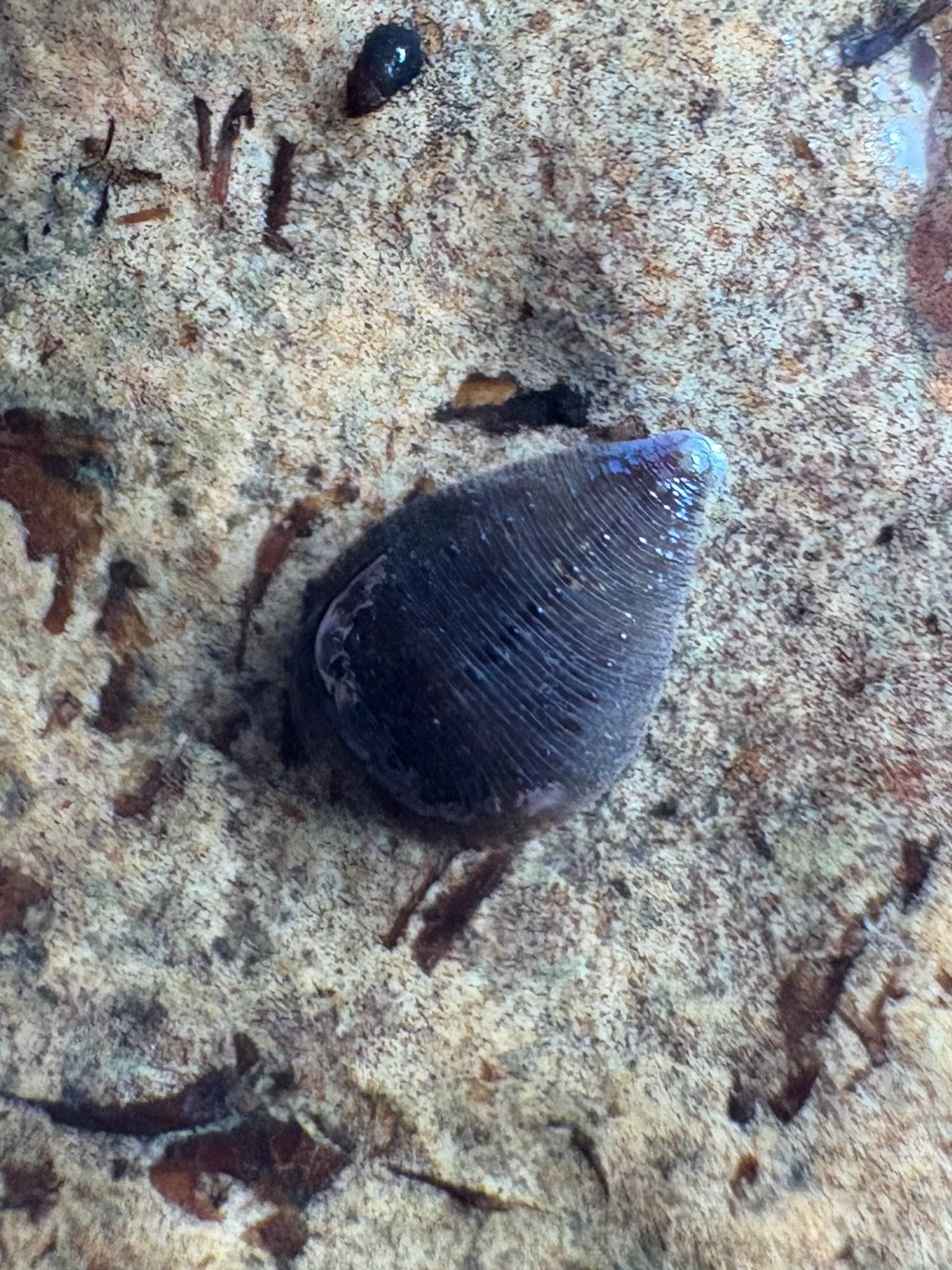 Placobdella sp. 23, an undescribed leech of the family Glossiphoniidae