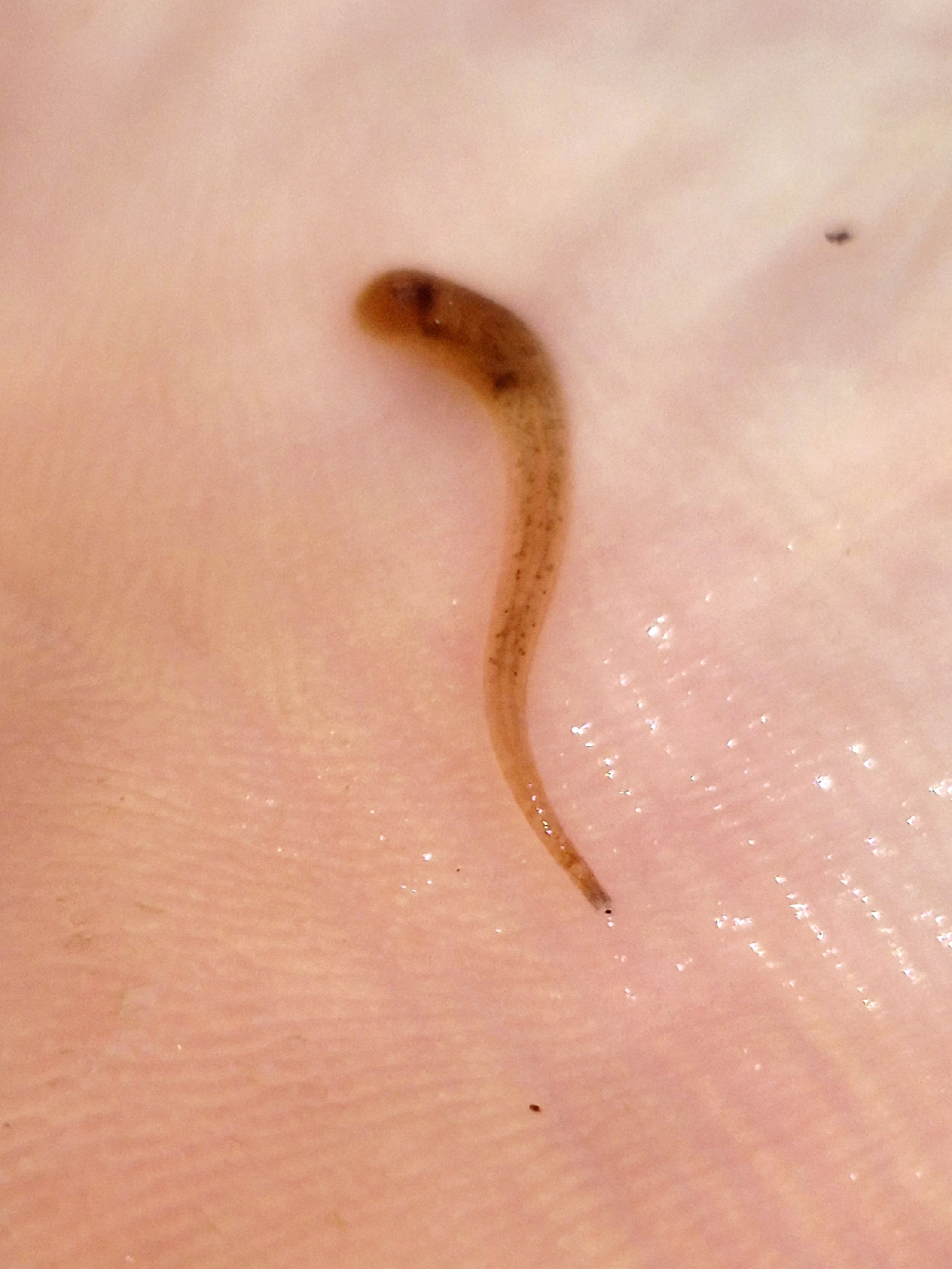 Placobdella sp. 24, an undescribed leech of the family Glossiphoniidae