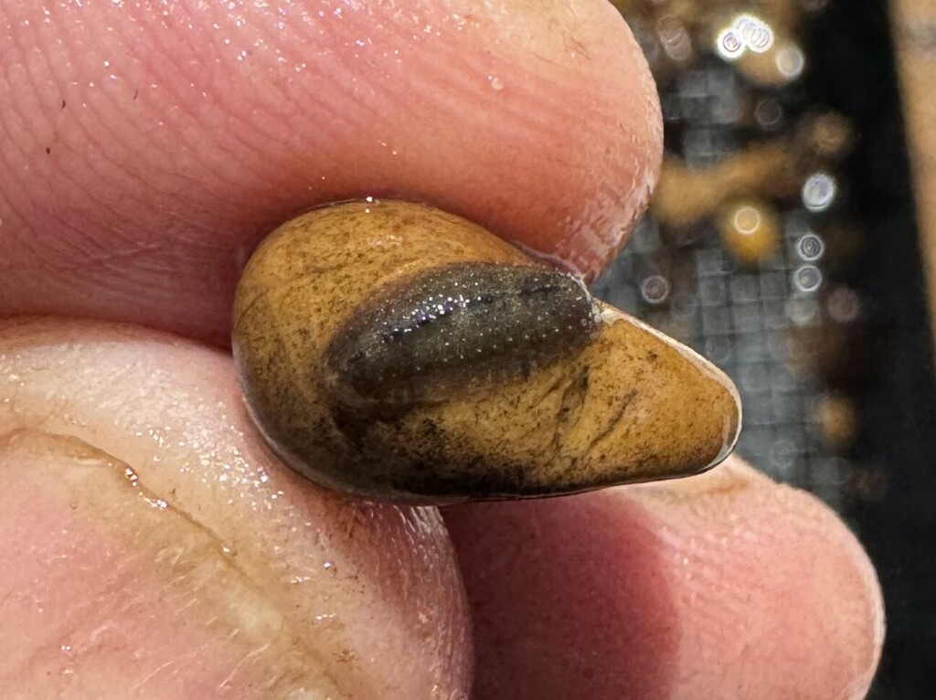 Placobdella sp. 25, an undescribed leech of the family Glossiphoniidae