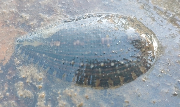 Placobdella sp.3, an undescribed leech of the family Glossiphoniidae