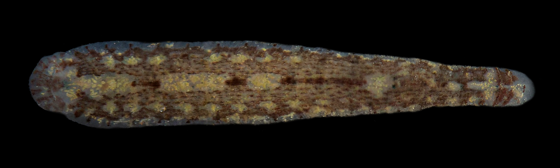 Placobdella sp.5, an undescribed leech of the family Glossiphoniidae