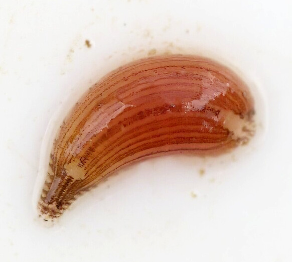 Placobdella sp.6, an undescribed leech of the family Glossiphoniidae