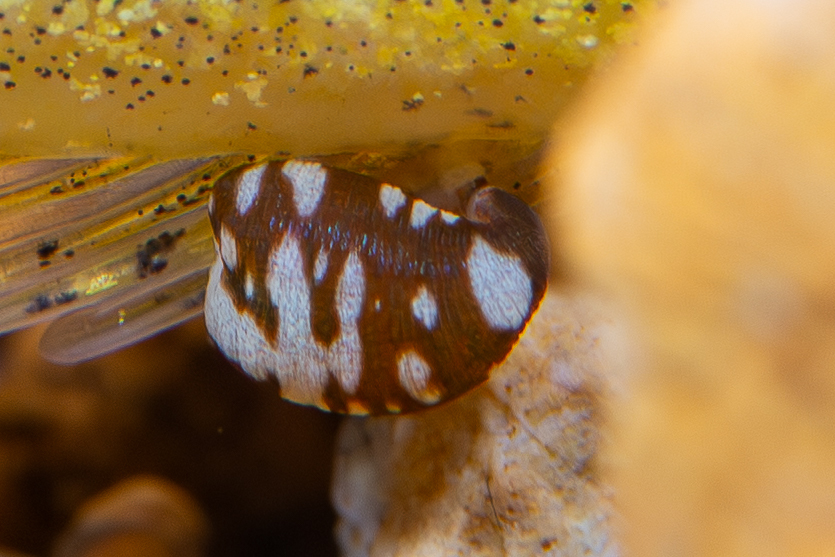 Placobdella sp.7, an undescribed leech of the family Glossiphoniidae