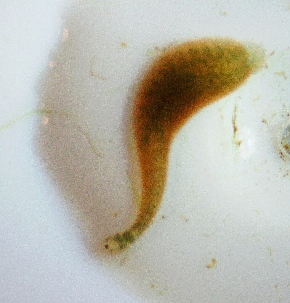 Placobdella sp.8, an undescribed leech of the family Glossiphoniidae
