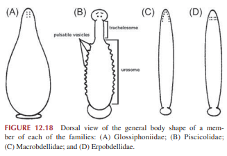 Leech body plan